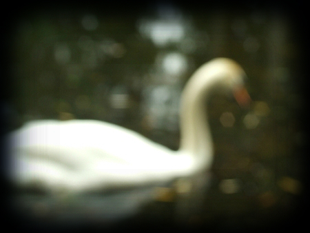 poetry_of_swans